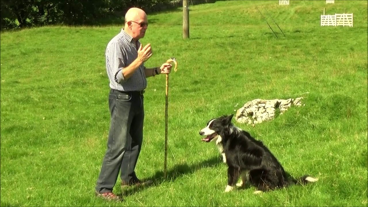 Yorkshire Dales-2019 | Sheep Dog Demonstration