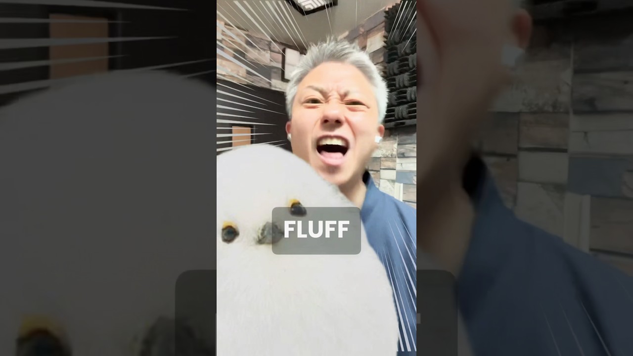The total fluffness of the Japanese Shima-enaga