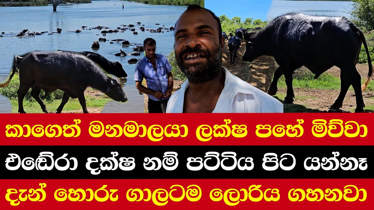 කාගෙත් මනමාලයා ලක්ෂ පහේ මිව්වා | එඬේරා දක්ෂ නම් පට්ටිය පිට යන්නෑ | දැන් හොරු ගාලටම ලොරිය ගහනවා