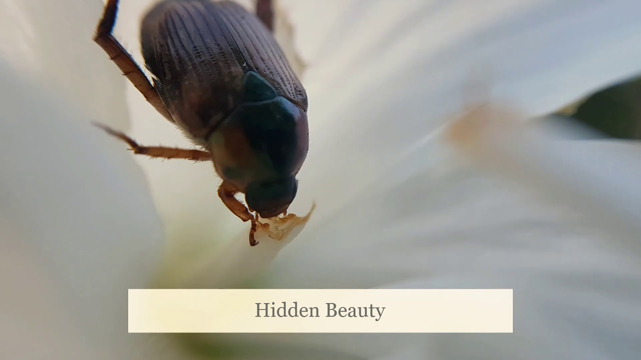 Hidden Beauty