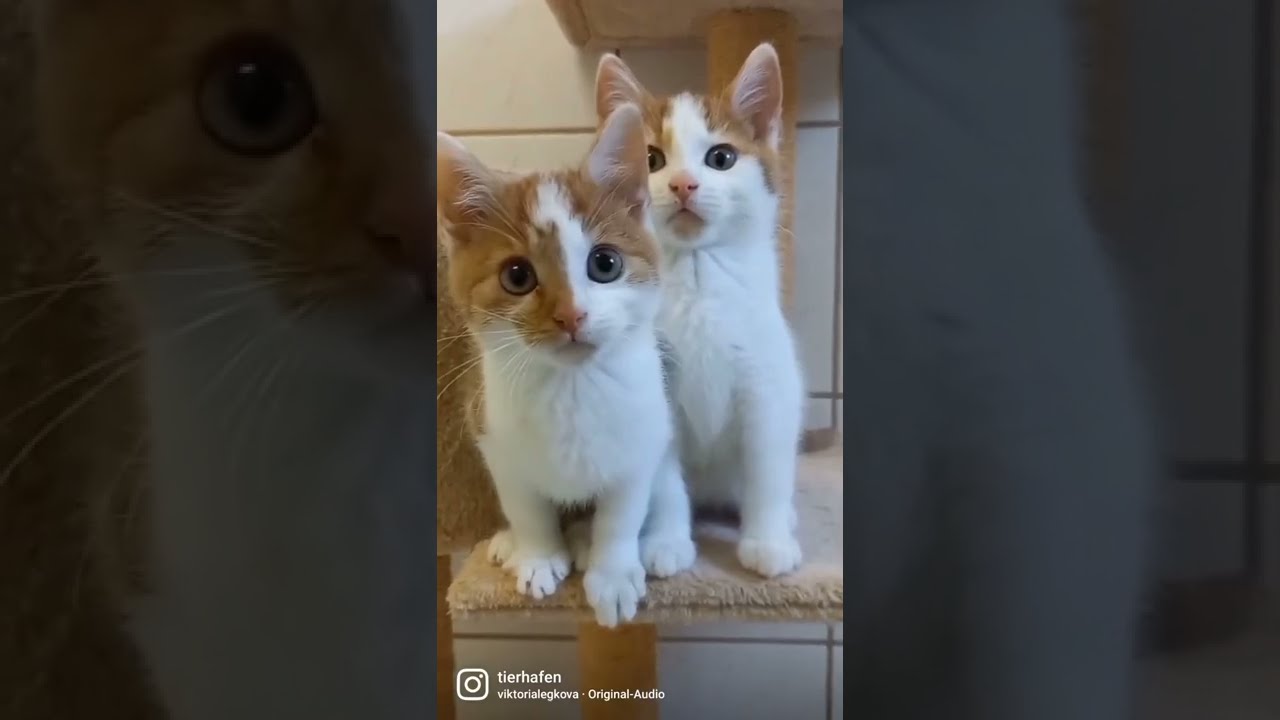 Jaques, Haihappen & Co - Einblick ins Kittenzimmer