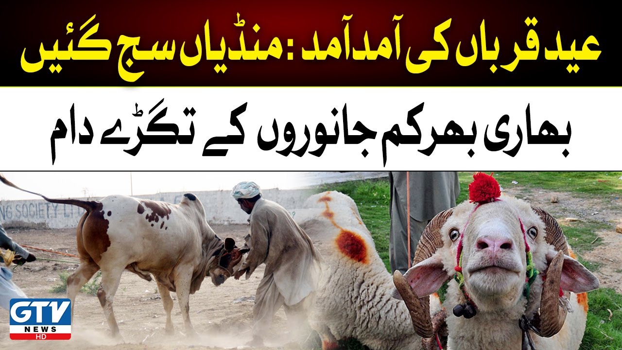 Eid Ul Azha 2023 | Maweshi Mandi Latest Price Updates | GTV News
