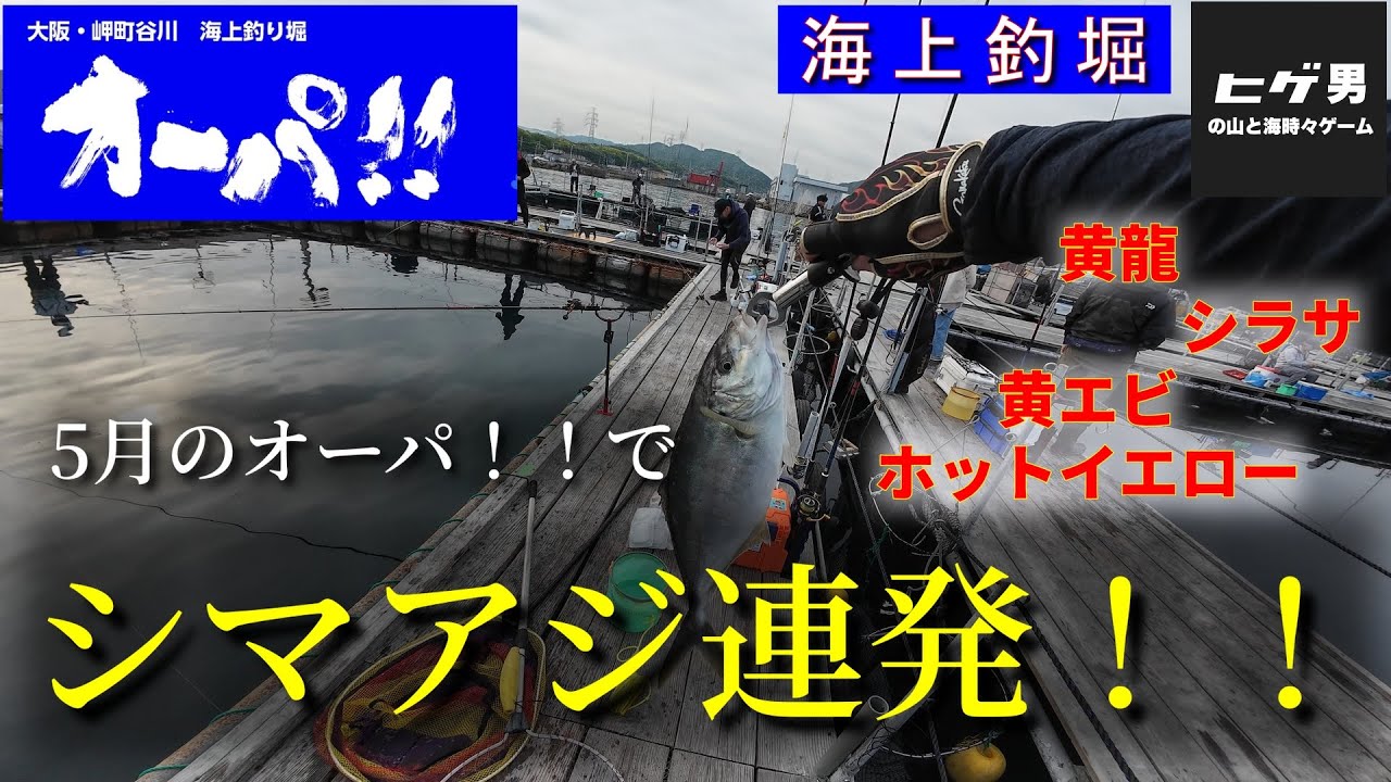 【海上釣堀】5月のオーパ！！でシマアジ連発！！！