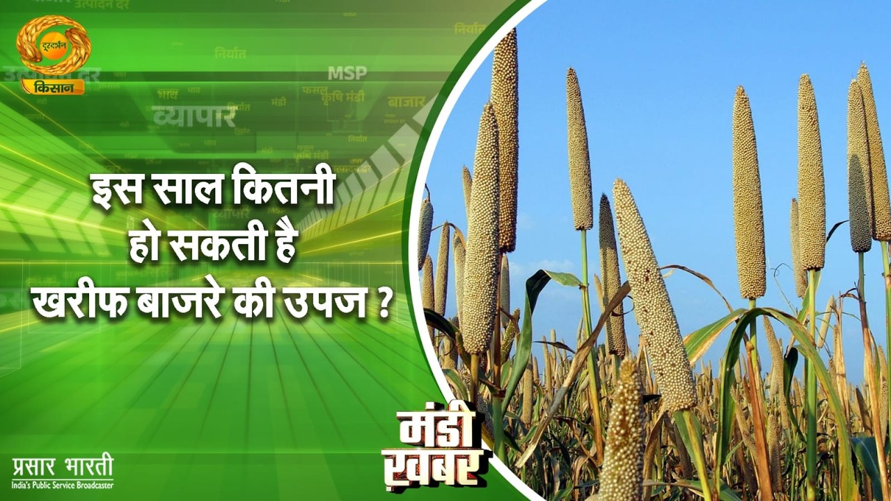 Mandi Khabar | मंडी खबर- इस साल कितनी हो सकती है खरीफ बाजरे की उपज ? | February 16, 2026