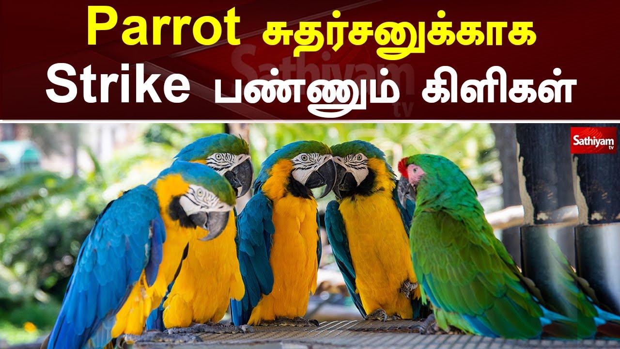 நான் சாப்பாடு போடுறேன் அவங்க எனக்கு வேப்பமரமும்,அரசமரமும் கொடுக்குறாங்க |Sathiyam Tv
