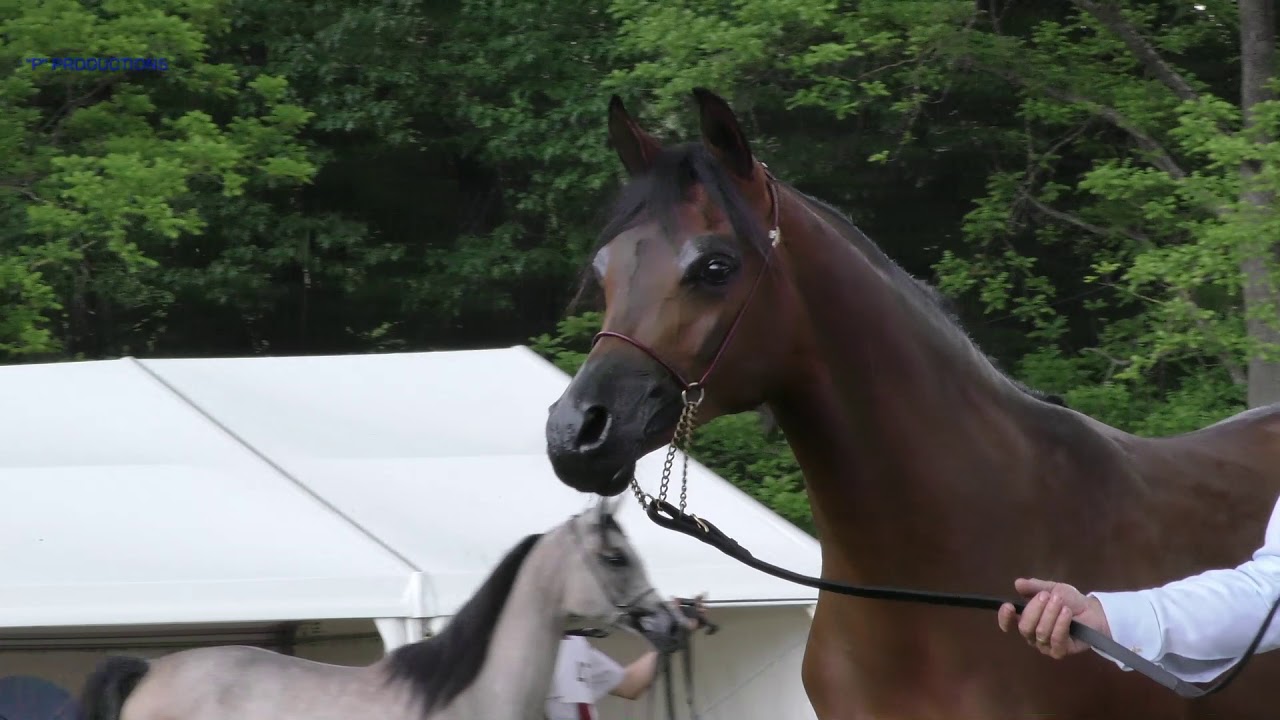 EL FARIDA, 2018 Arabian Mare, Białka Junior Spring Show 2019, Bronze Champion