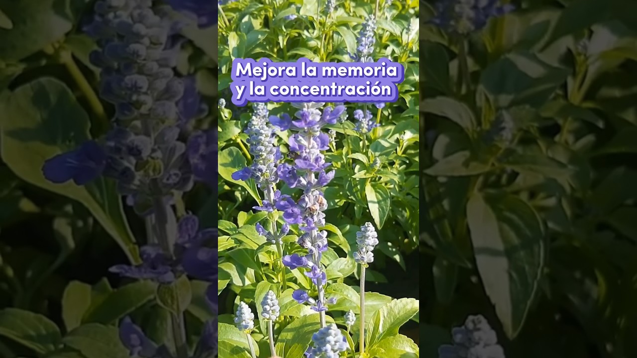 Beneficios de la Salvia 🌱 #salvia #medicinaherbal #ayurveda #medicinanatural #plantas #dosha