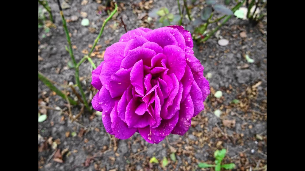 Rondje Vondelpark Amsterdam op een grijze septemberdag