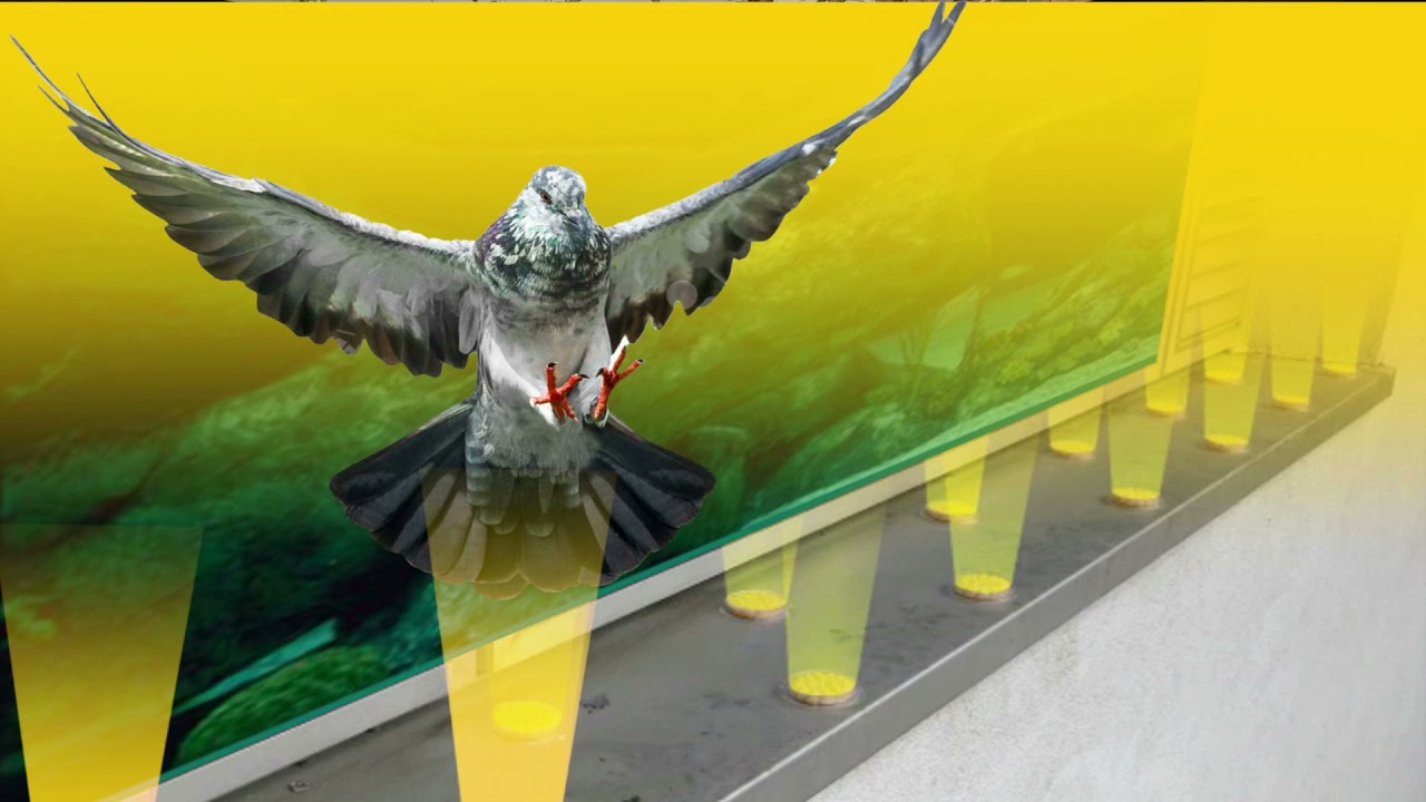 Bird Free Optical Gel