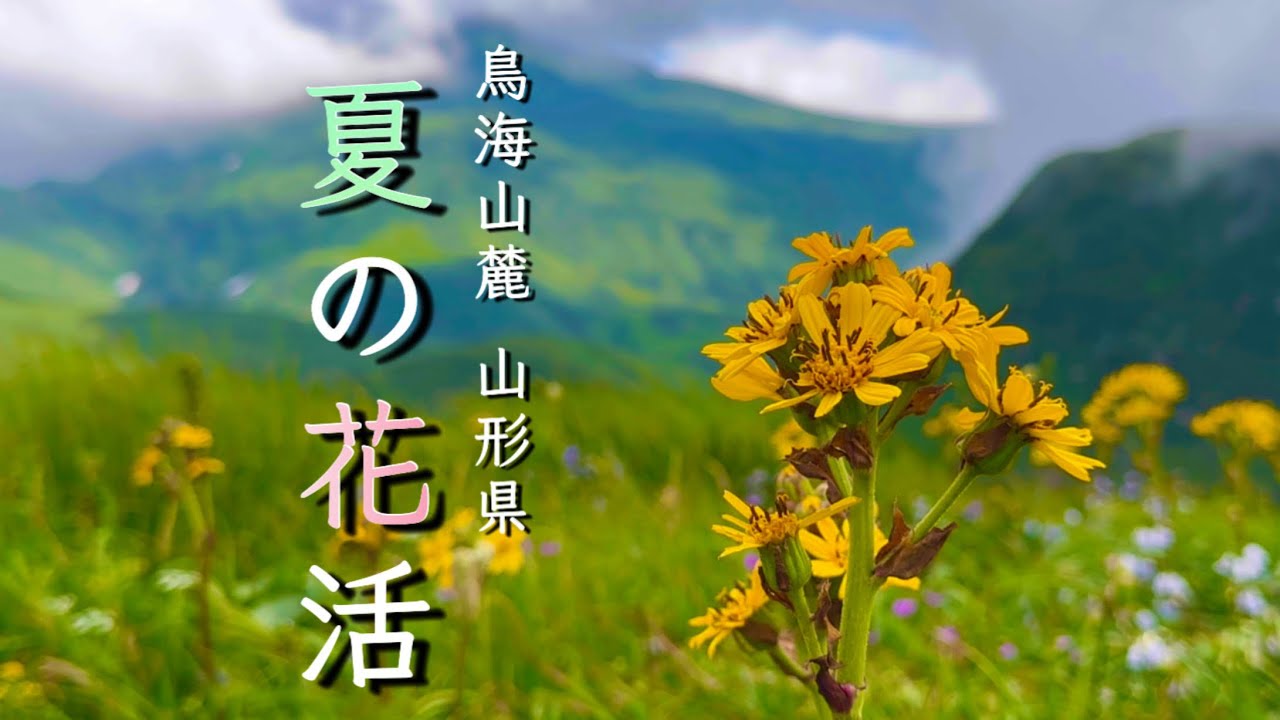 【鳥海山麓】8月 夏の花活 山形県 今シーズンもう一度あの花に会いたい
