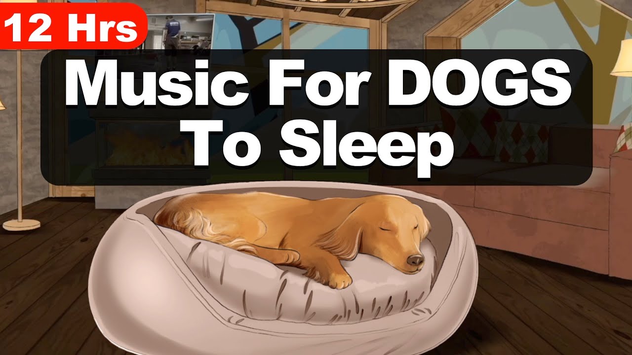 12 Hours Of Music For Dogs To Go To Sleep