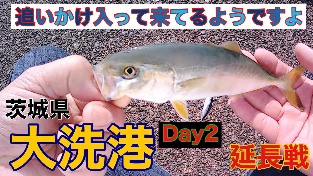 【釣行記録vol.12大洗港第四埠頭2021.5.12】茨城県大洗港Day2　サビキで釣れた小魚を泳がせてみる　延長戦