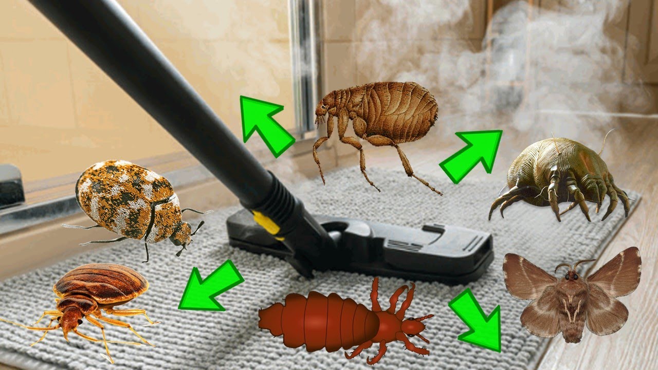 COMMENT NETTOYER &Agrave; LA VAPEUR POUR TUER LES NUISIBLES - Punaises de lit, puces, acariens, mites, p...