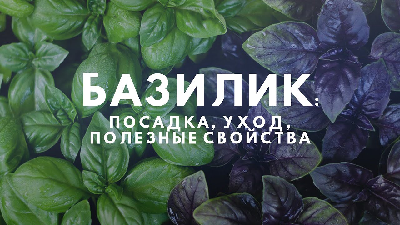 Базилик - Полезные и опасные свойства базилика .