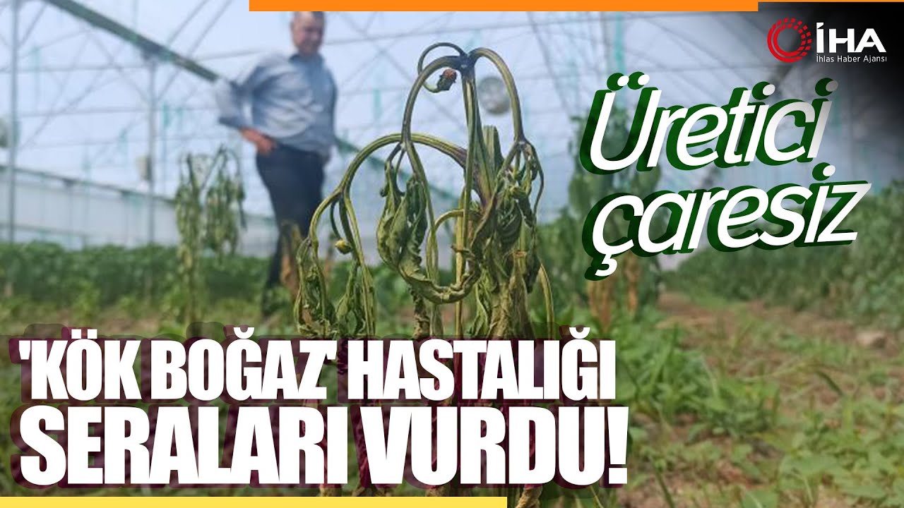 Sera Üreticileri ‘Kök Boğazı’ Hastalığına Çözüm Bulamıyor
