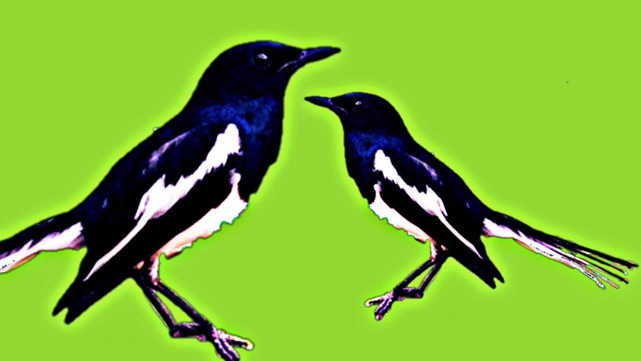 Cara membuat burung kacer dari plastik kresek//@ARISJOWOCHANNEL