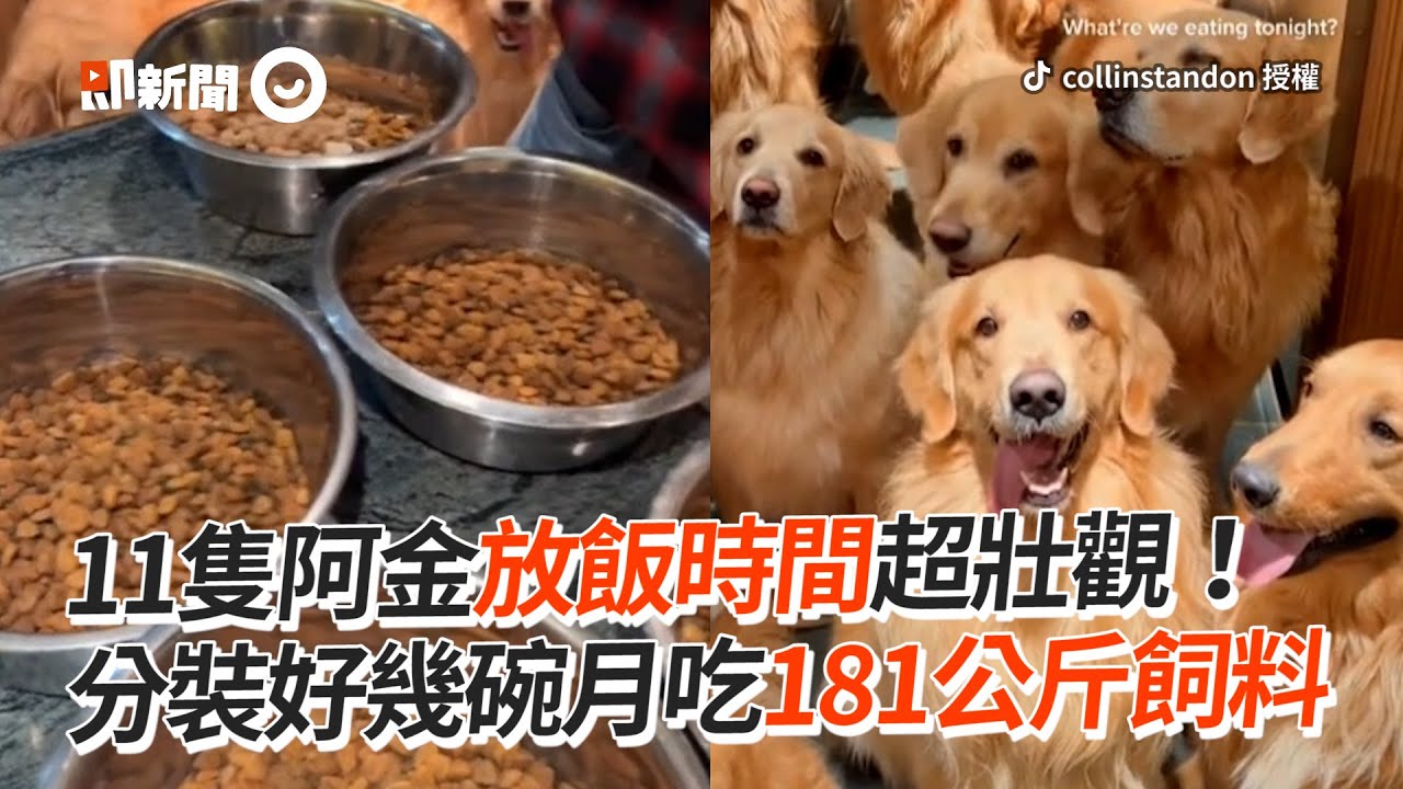 11隻黃金獵犬放飯超壯觀！月吃181公斤飼料｜寵物動物｜狗｜阿金｜精選影片