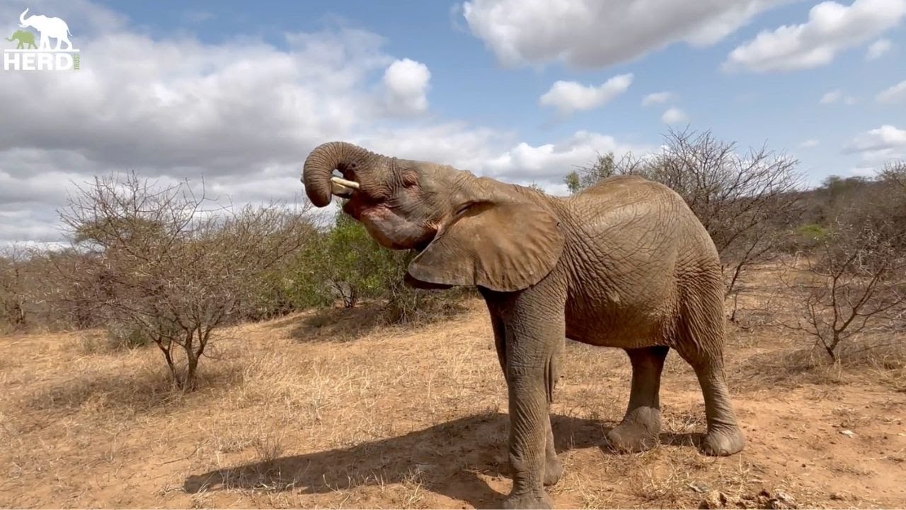 A Beautiful Close-Up Update with Albino Elephant, Khanyisa & Tigere