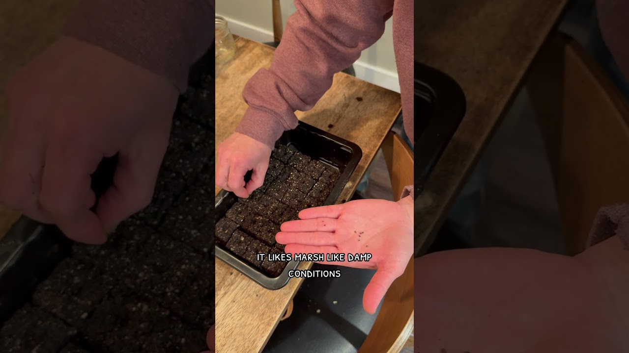 How to: start marshmallow from seed | how to plant chrysanthemum seeds | germination tips #gardening