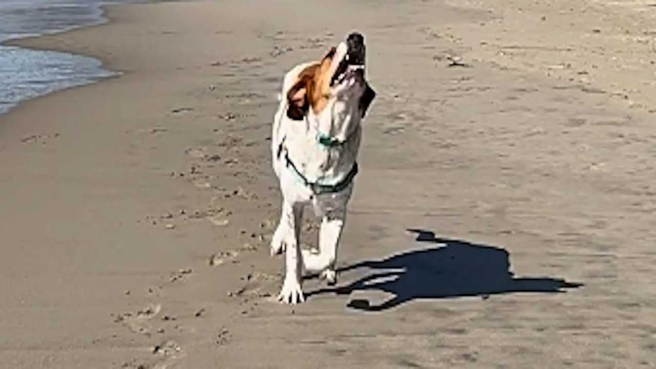 Lab test dog's heartbreaking reaction to beach
