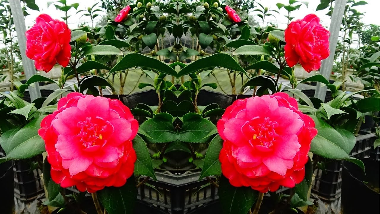 TỐP NHỮNG GIỐNG HOA TRÀ MY CỔ ĐUA NHAU KHOE SẮC ĐÓN XUÂN 2026 || HOA TRÀ MY CỔ || 0968593245