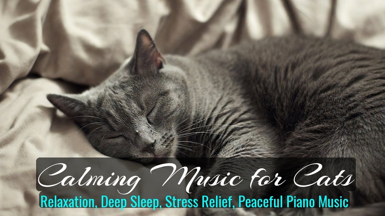 LIVE Cozy Cat Nap Video for Deep Relaxation 💤 | Season 44