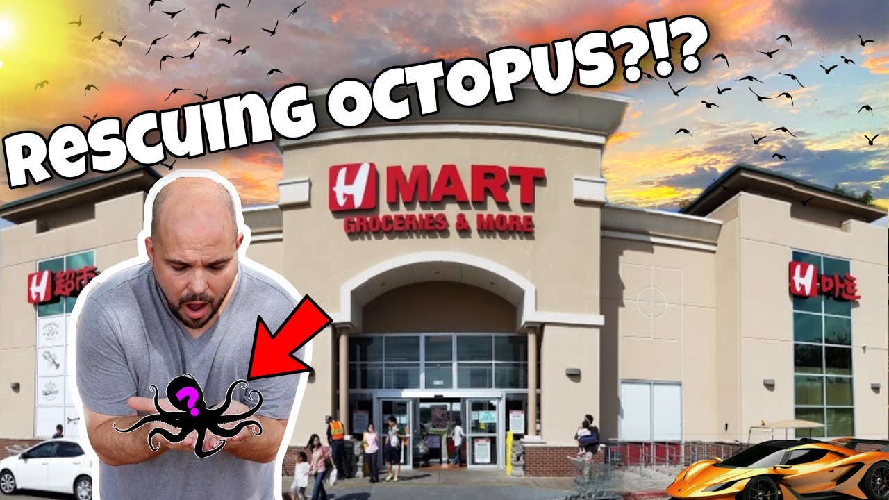 Rescuing Octopus From Food Market?!?