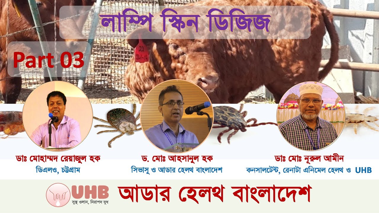 How to apply LDS vaccine to the cattle (কিভাবে গরুর শরীরে LSD টিকা প্রয়োগ করবেন? ) (Part 03)
