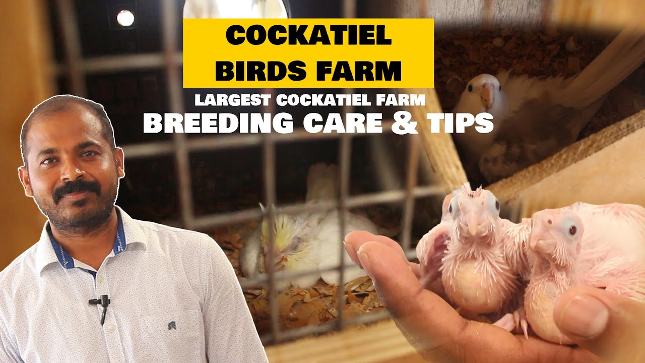 Cockatiel Birds Farm | தமிழ் | Breeding Secret | Nest Box | Chicks Care
