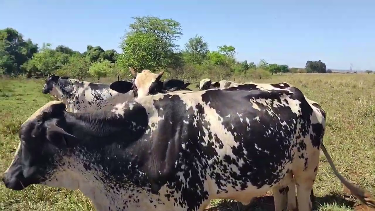 Rotina Morando Na Roça➕️Mudando O Gado De Pastagem!