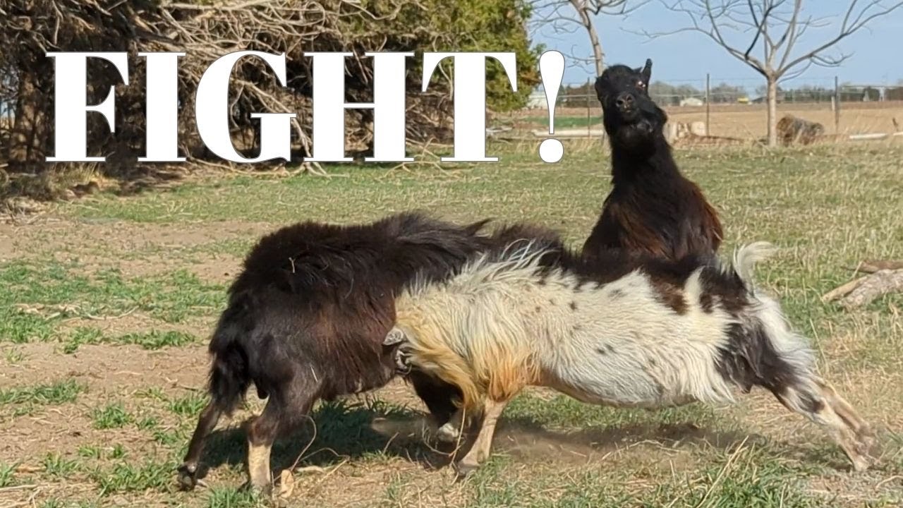 THREE WAY BUCK FIGHT! Billy Goat Bucks Battle for Dominance | Sinai Thunder O Black Storm