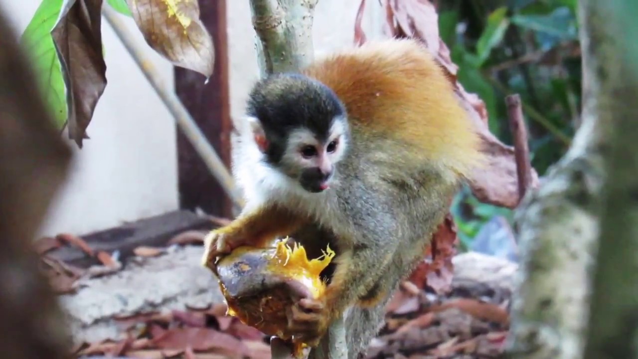 The Four Monkeys of Costa Rica (Squirrel, howler, spider, and capuchin)