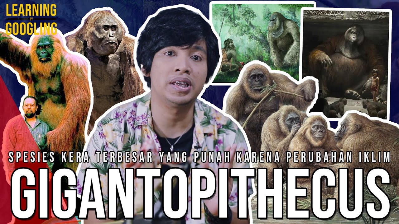 Spesies kera Raksasa Yang Ditemukan Karena Gigi Naga! Punah? Gigantopithecus! | Learning By Googling