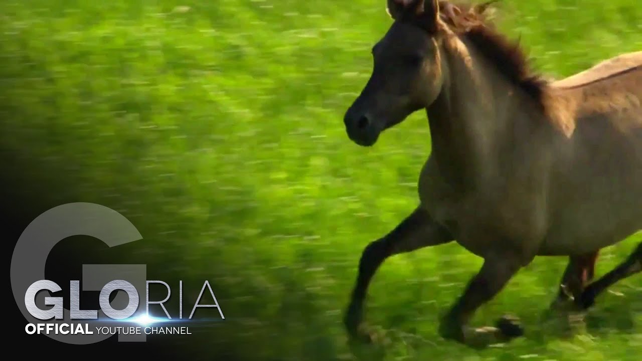 GLORIA - VRANO KONCHE 2013 / Врано конче