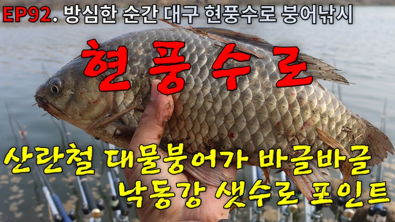 EP92. 방심한 순간 | 낙동강 | 대물붕어 | 샛수로 | 산란철 알자리 포인트 | 대구 | 현풍수로 | 붕어낚시 | Crucian Carp Fishing