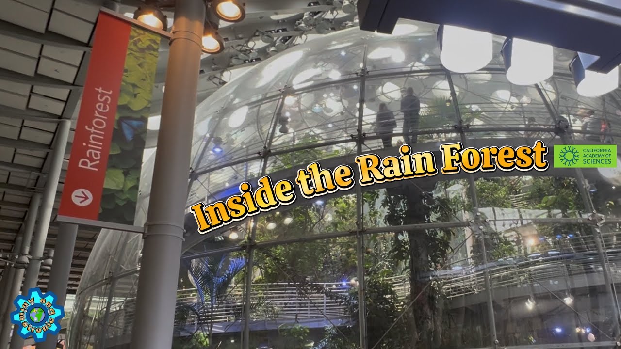 Exploring the Domed Rainforest | California Academy of Sciences  | San Francisco 