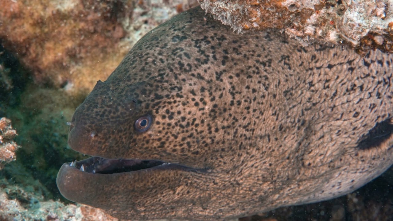 Invisible Predators  The Camouflage of Moray Eels