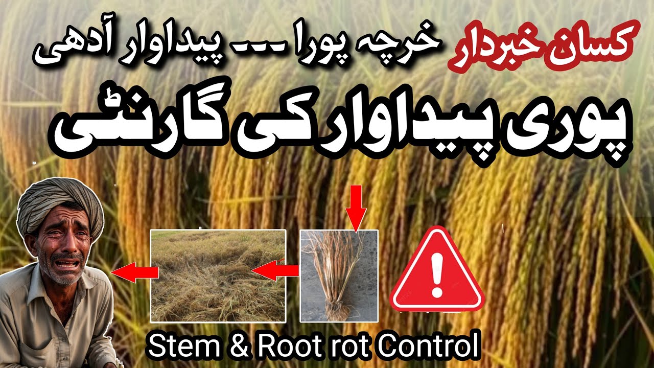 How to increase rice production || Stem and Root Rot in Rice | rice disease Control. 