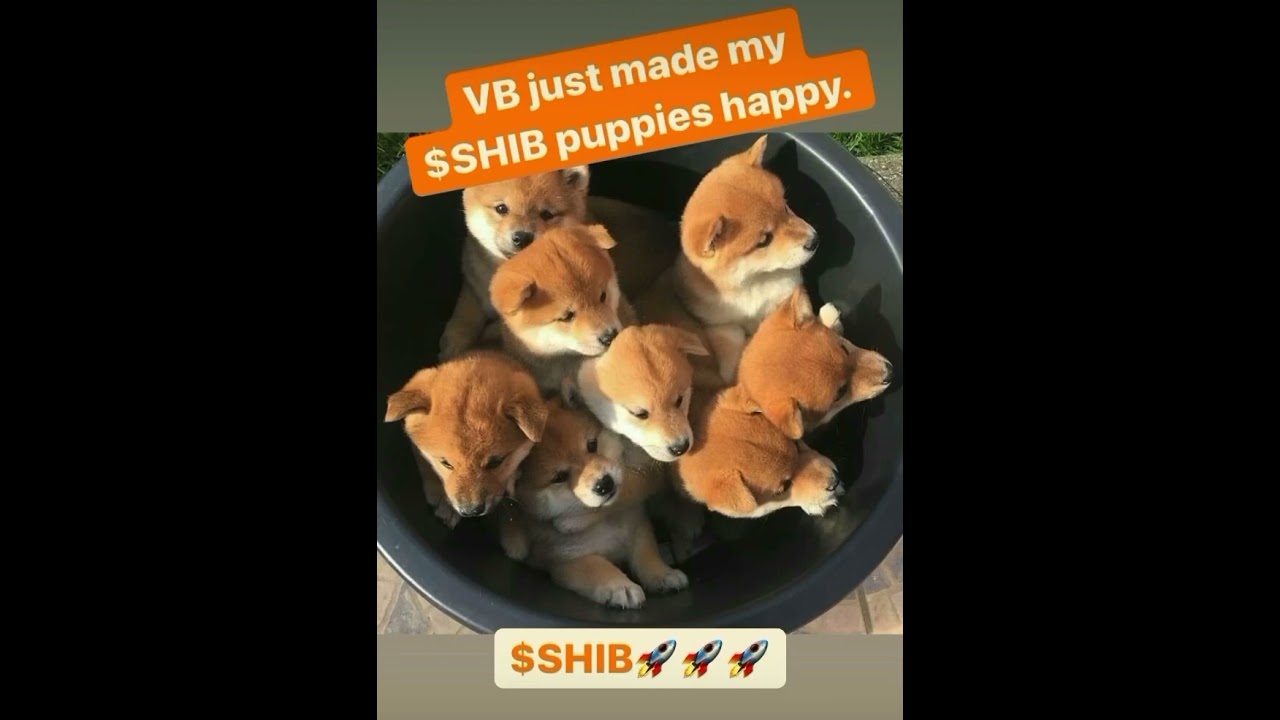 SHIBA ARMY WE HAVE THE GOAL $0.1