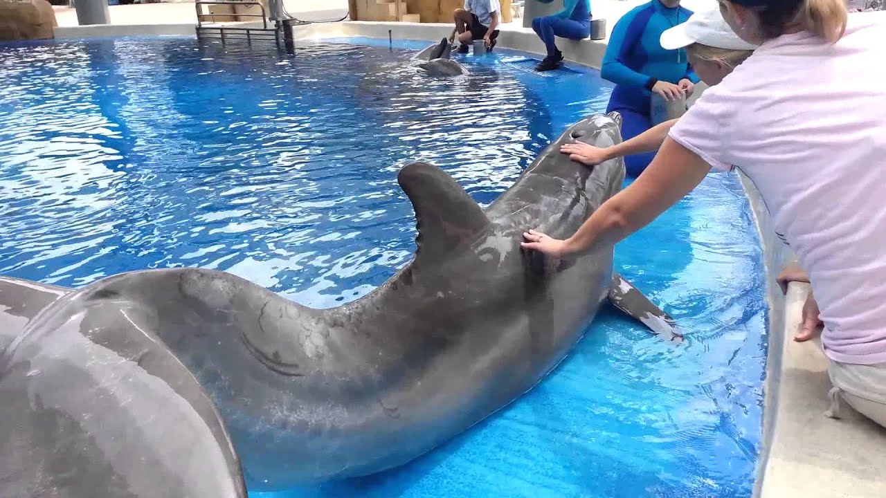 Petting & Feeding Dolphins