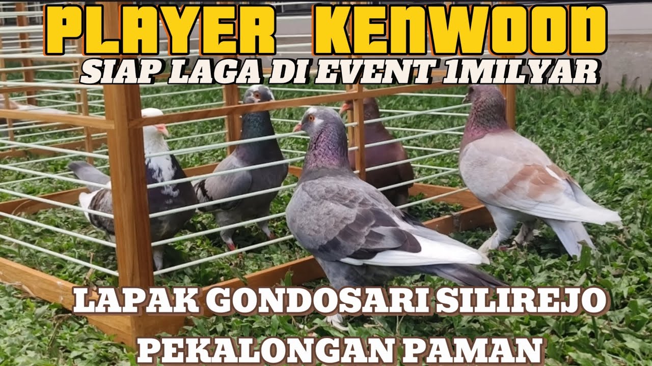 🔴PERSIAPAN TEMPUR PLAYER TEAM KENWOOD❗DI LAGA EVENT 1 M LAPAK SILIREJO PEKALONGAN PAMAN ❗