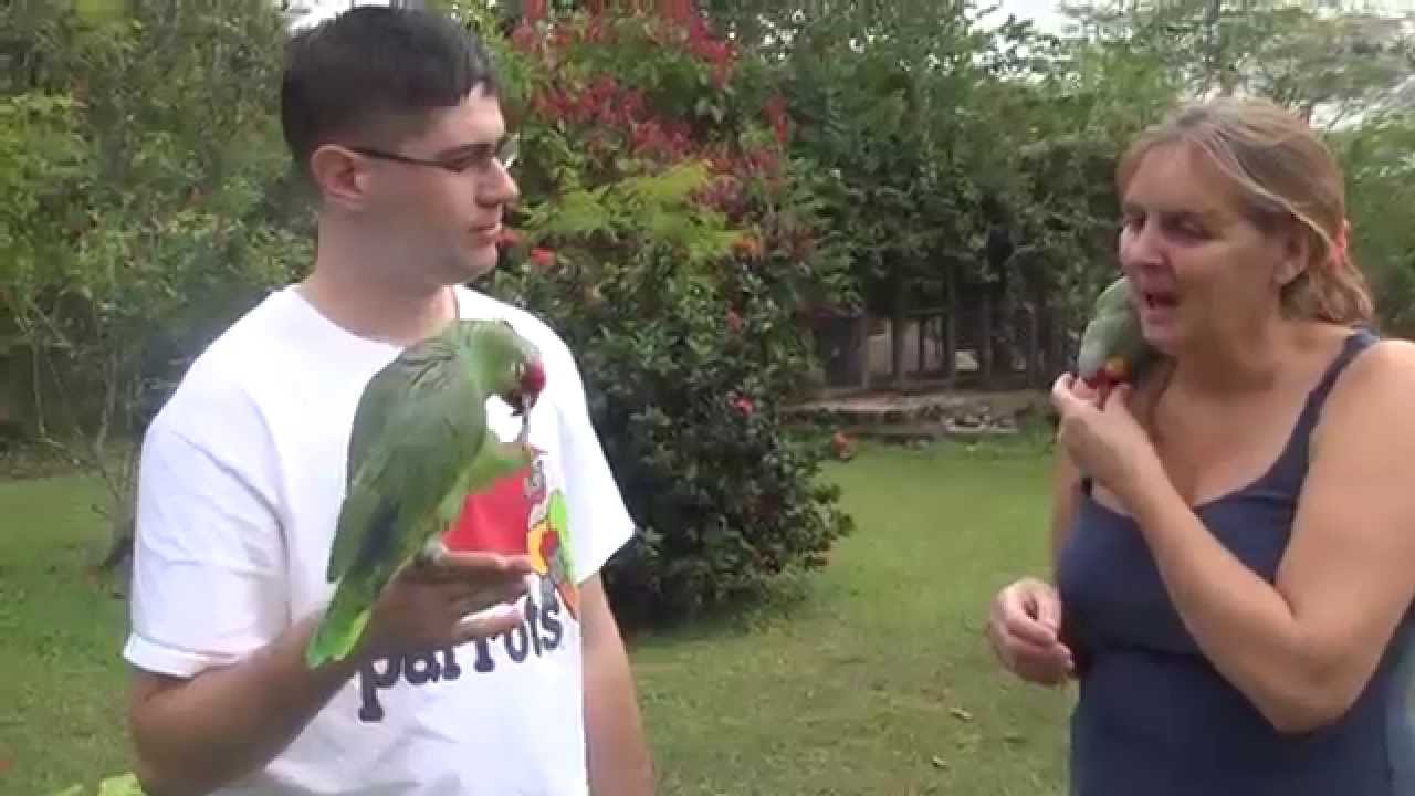Belize Bird Rescue - Releasing Parrots Back to the Wild