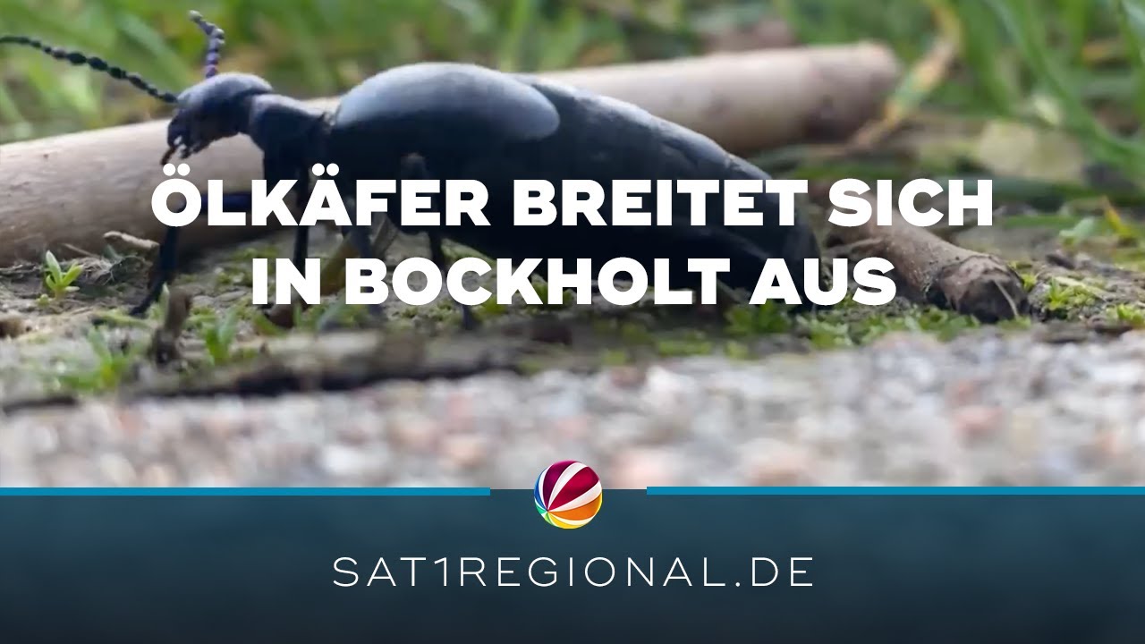 Ölkäfer befallen 370-Seelen-Dorf bei Eutin