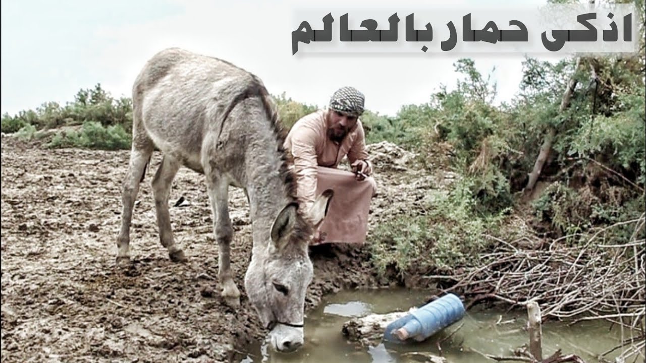 الحمار المثقف _ فلمكم