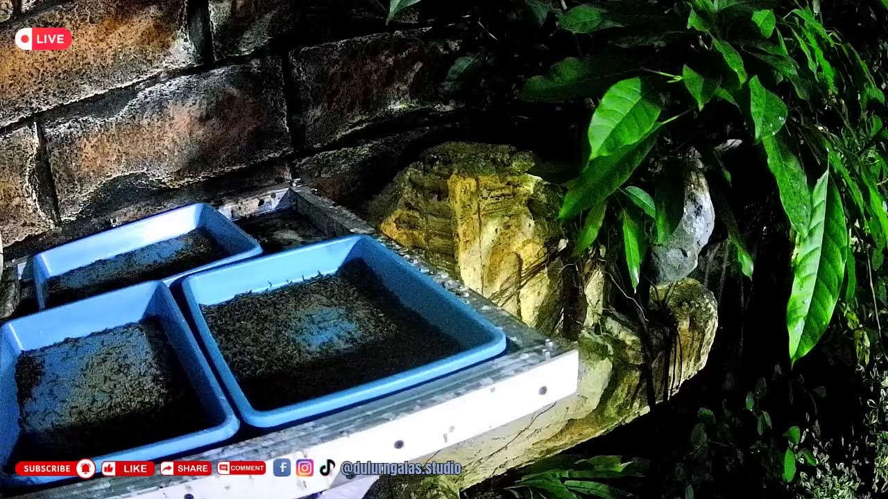 AYO LIHAT BURUNG DI MINI AVIARY