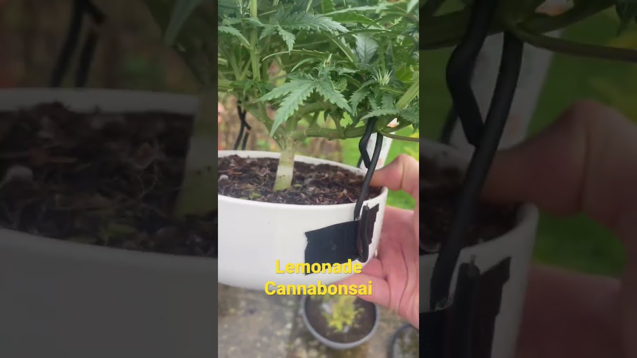 Lemonade Auto Cannabonsai.  Mars Hydro FC3000