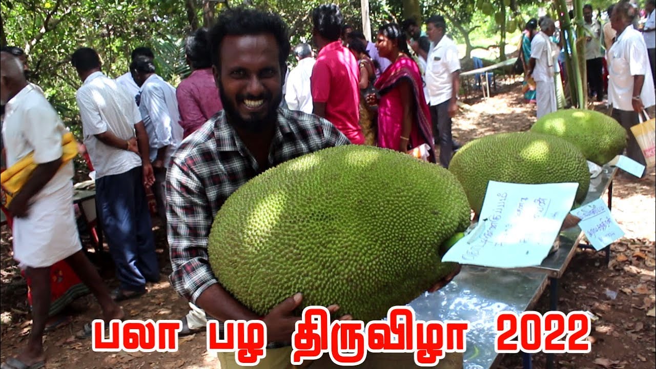 களை கட்டிய பண்ணுருட்டி பலா பழ திருவிழா 2022 | Jackfruit Festival 2022 held at Panruti