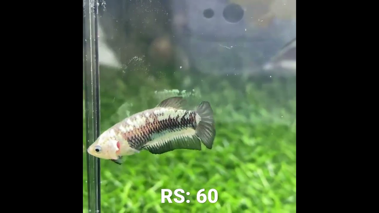 Female Betta fish wholesale RS: 60 #btf #sale #betta