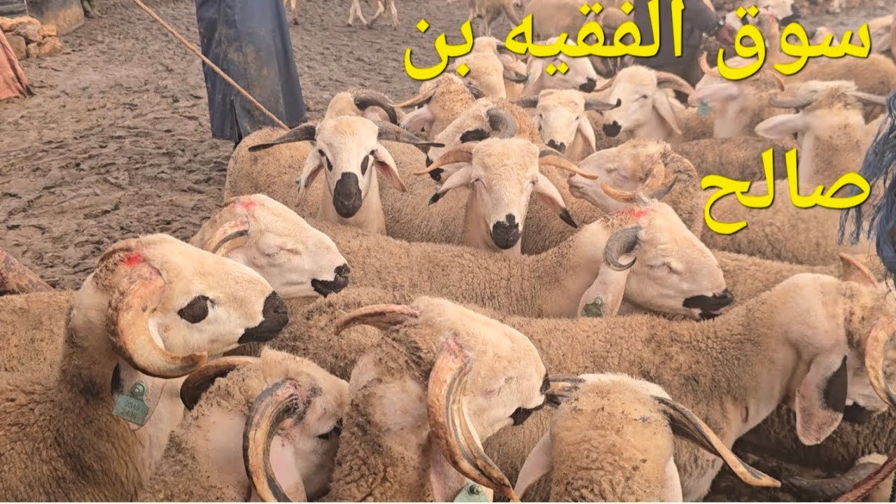 4 فبراير 2026