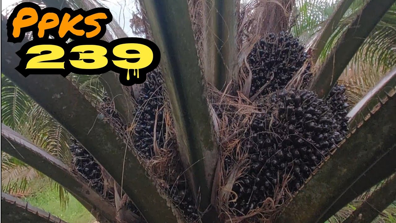 sawit ppks 239